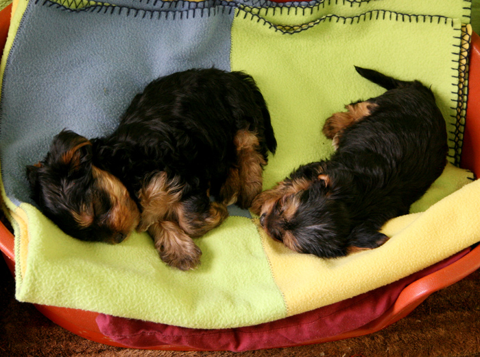 网站ddos隐藏源ip