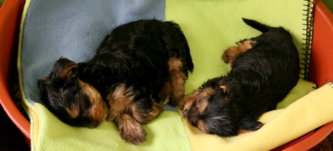 DDOS在线压力测试